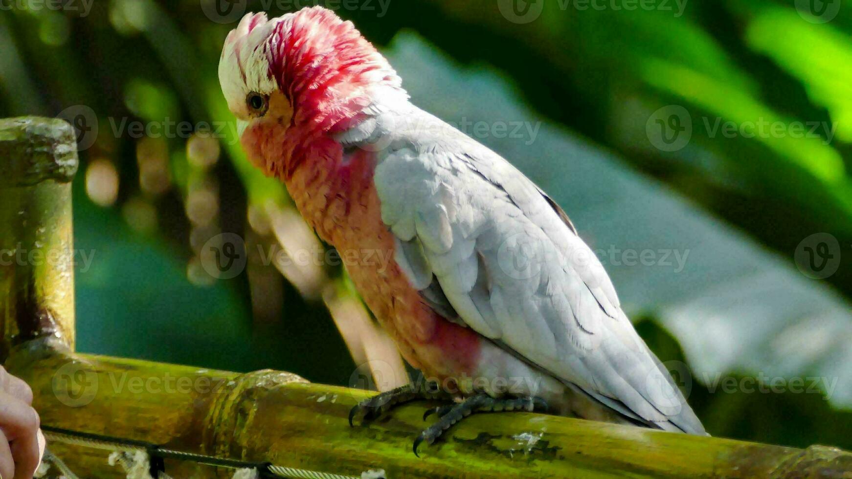 ein Rosa und Weiß Vogel Sitzung auf ein hölzern Post foto