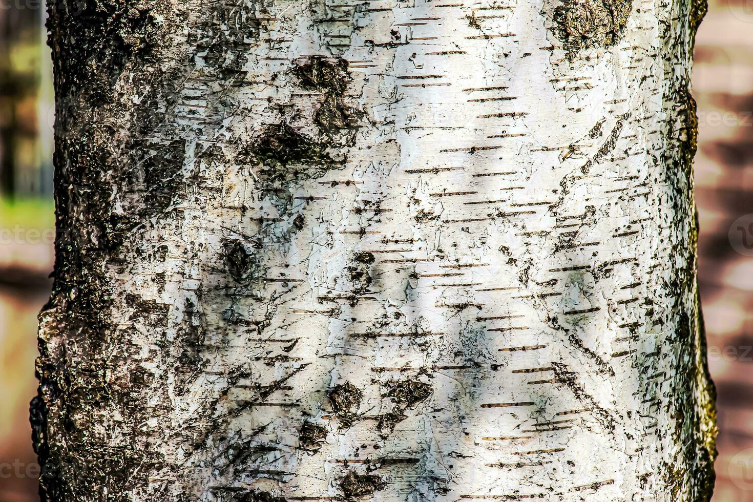 Birkenrindenstruktur. die Textur der Birkenrinde. Birkenrinde Hintergrund. Birkenstamm, Betula pendula. foto