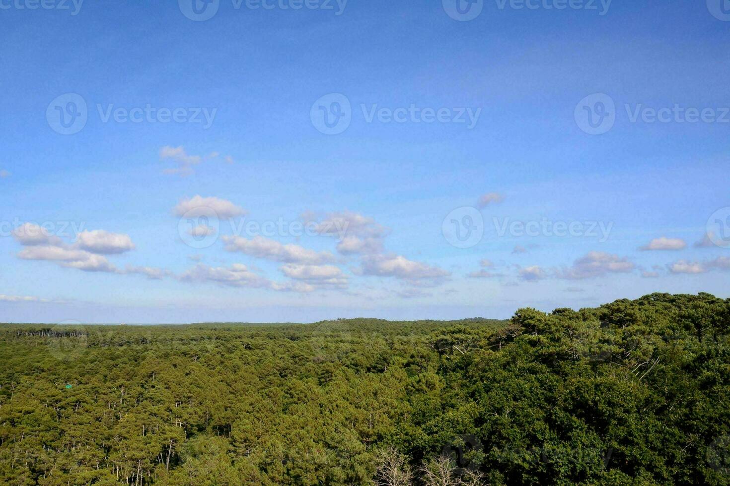 ein Aussicht von das Wald von über foto