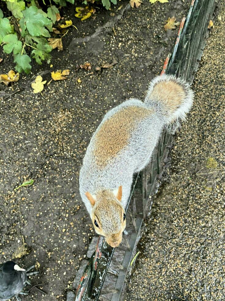 ein Aussicht von ein grau Eichhörnchen im ein London Park foto