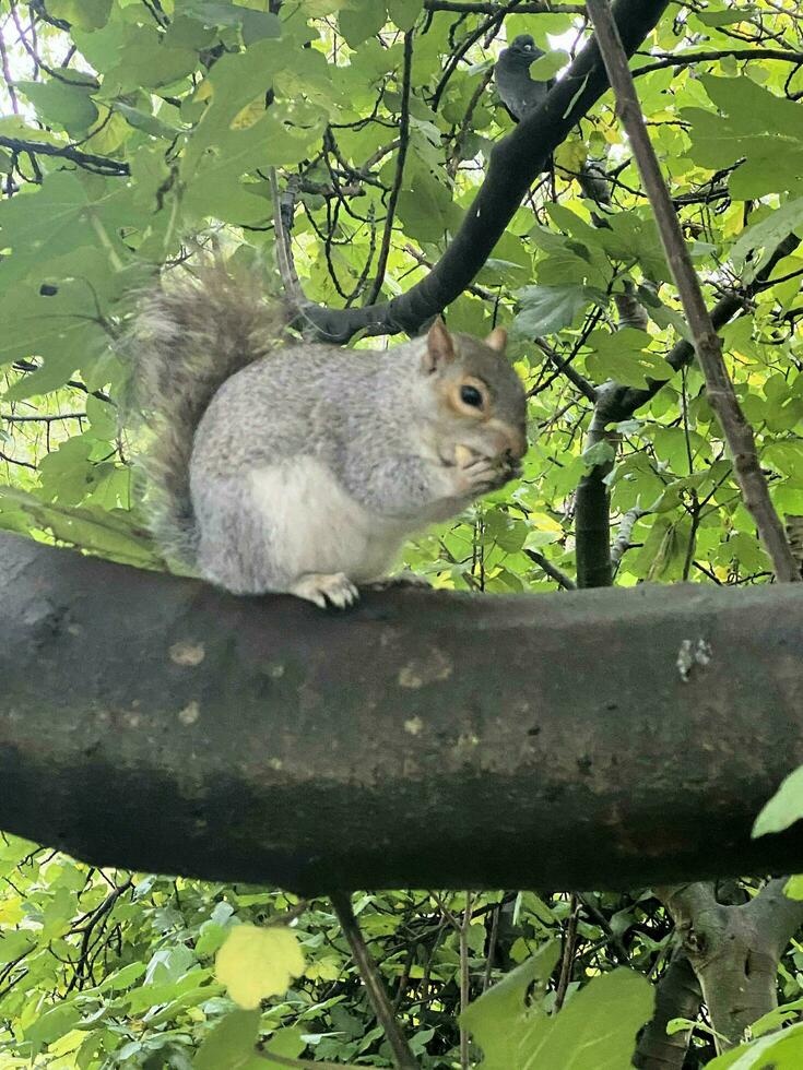 ein Aussicht von ein grau Eichhörnchen im ein London Park foto