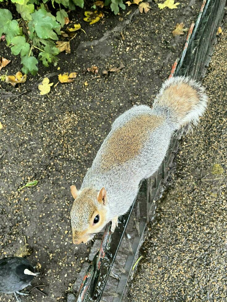 ein Aussicht von ein grau Eichhörnchen im ein London Park foto