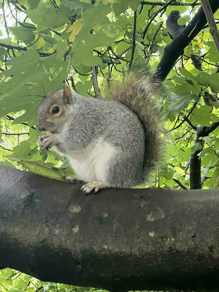 ein Aussicht von ein grau Eichhörnchen im ein London Park foto