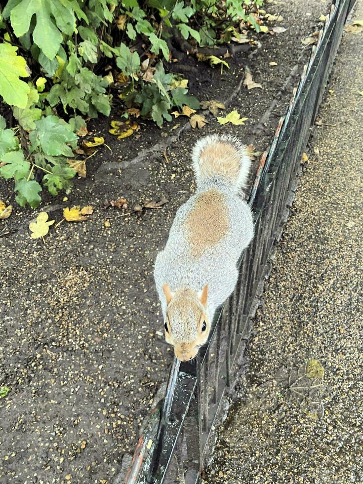 ein Aussicht von ein grau Eichhörnchen im ein London Park foto