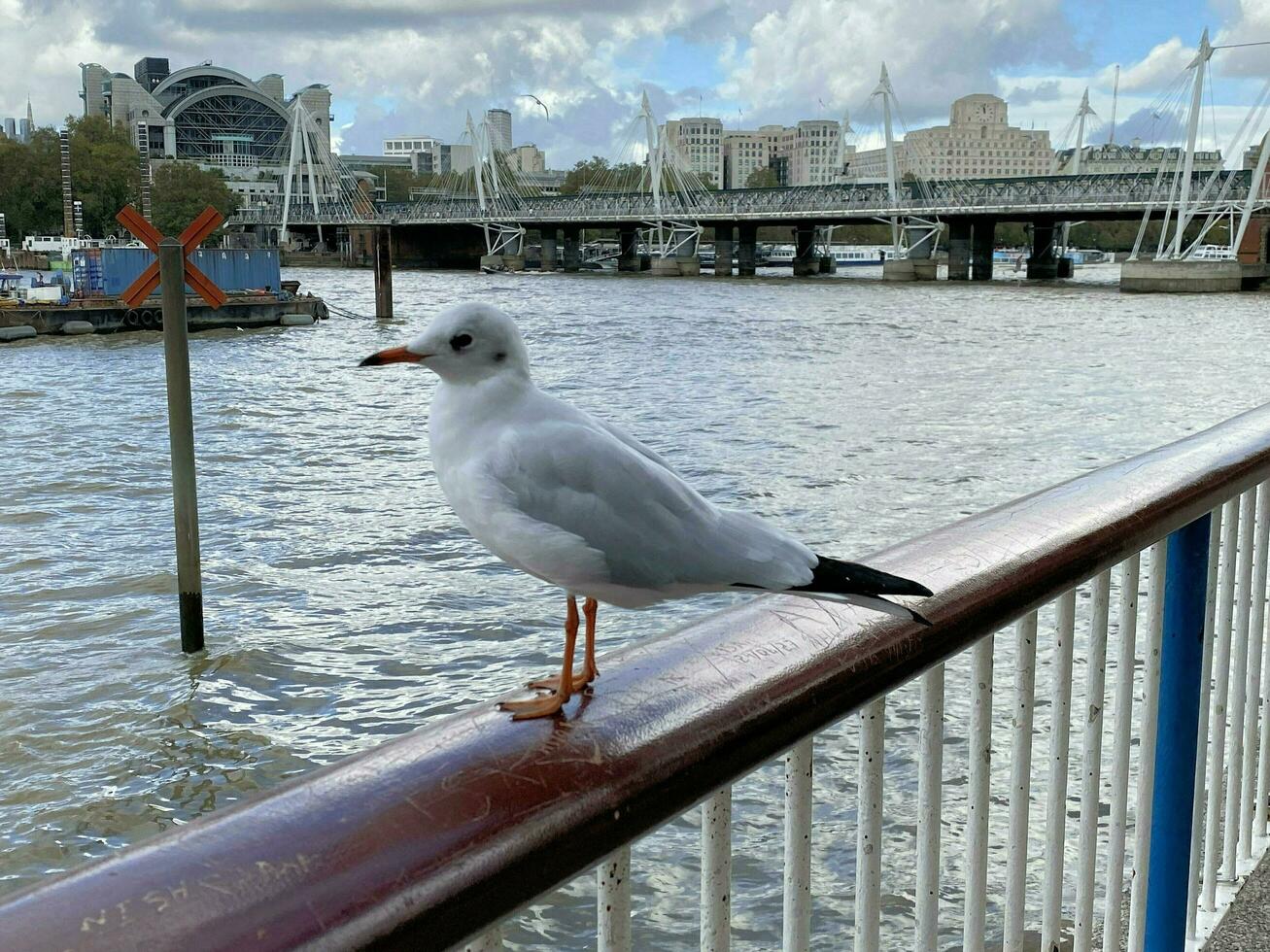 ein schließen oben von ein Meer Möwe im London foto