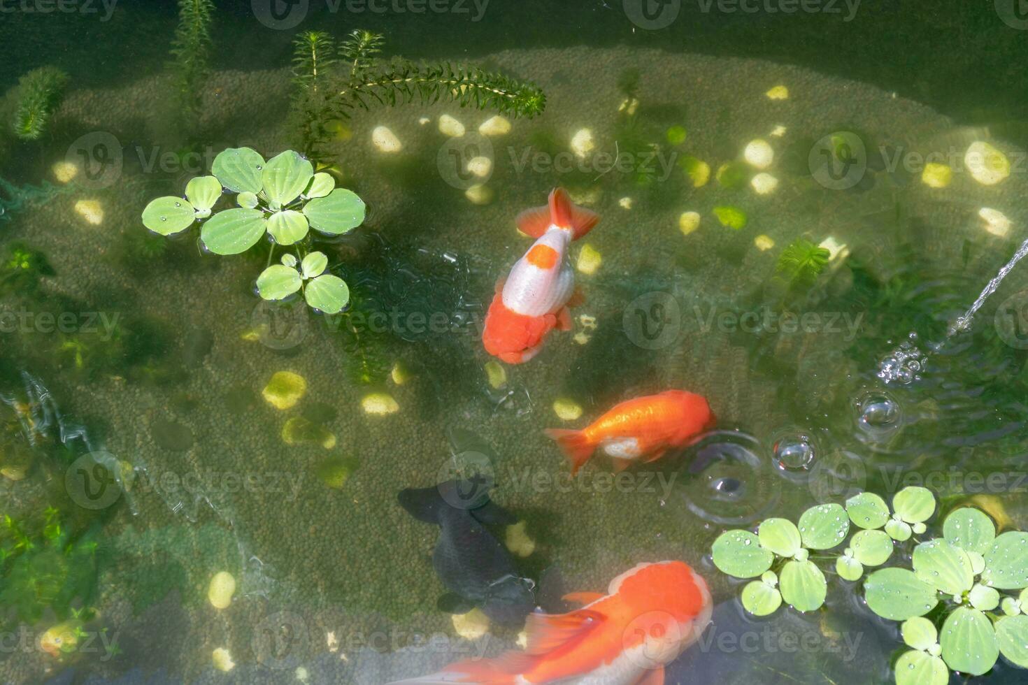 Goldfisch im Aquarium Fisch Teich schließen oben foto
