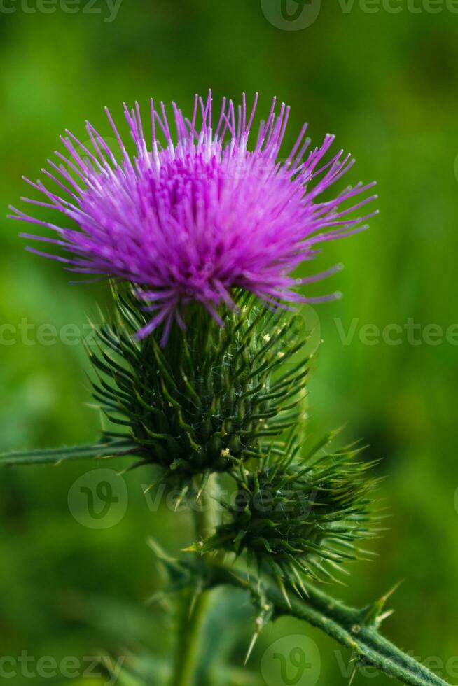 Milch Distel schließen hoch, zum Hintergrund, Konzept und Illustration, Silybum Marianum, Cardus foto