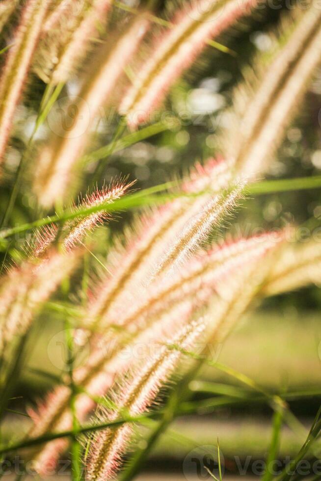 Gras Blume Feld im das Morgen, asiatisch Land, Weiß Gras Blumen reflektieren Gelb Licht im das Morgen foto