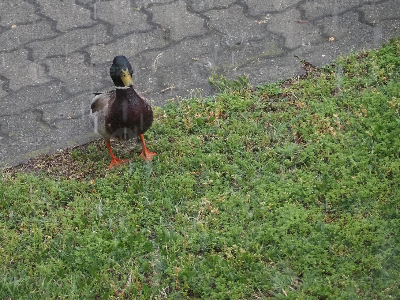 Stockente Wildente im strömenden Regen foto