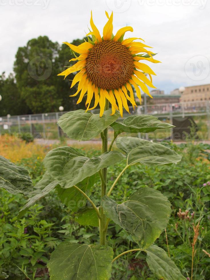 Sonnenblumenpflanze alias Helianthus annuus foto