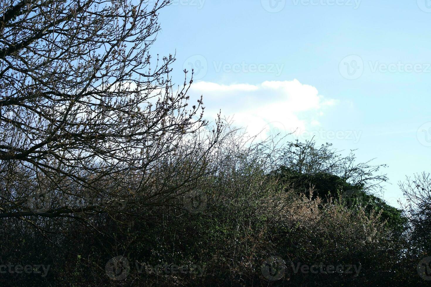 Bäume und Pflanzen beim Landschaft von England Vereinigtes Königreich foto