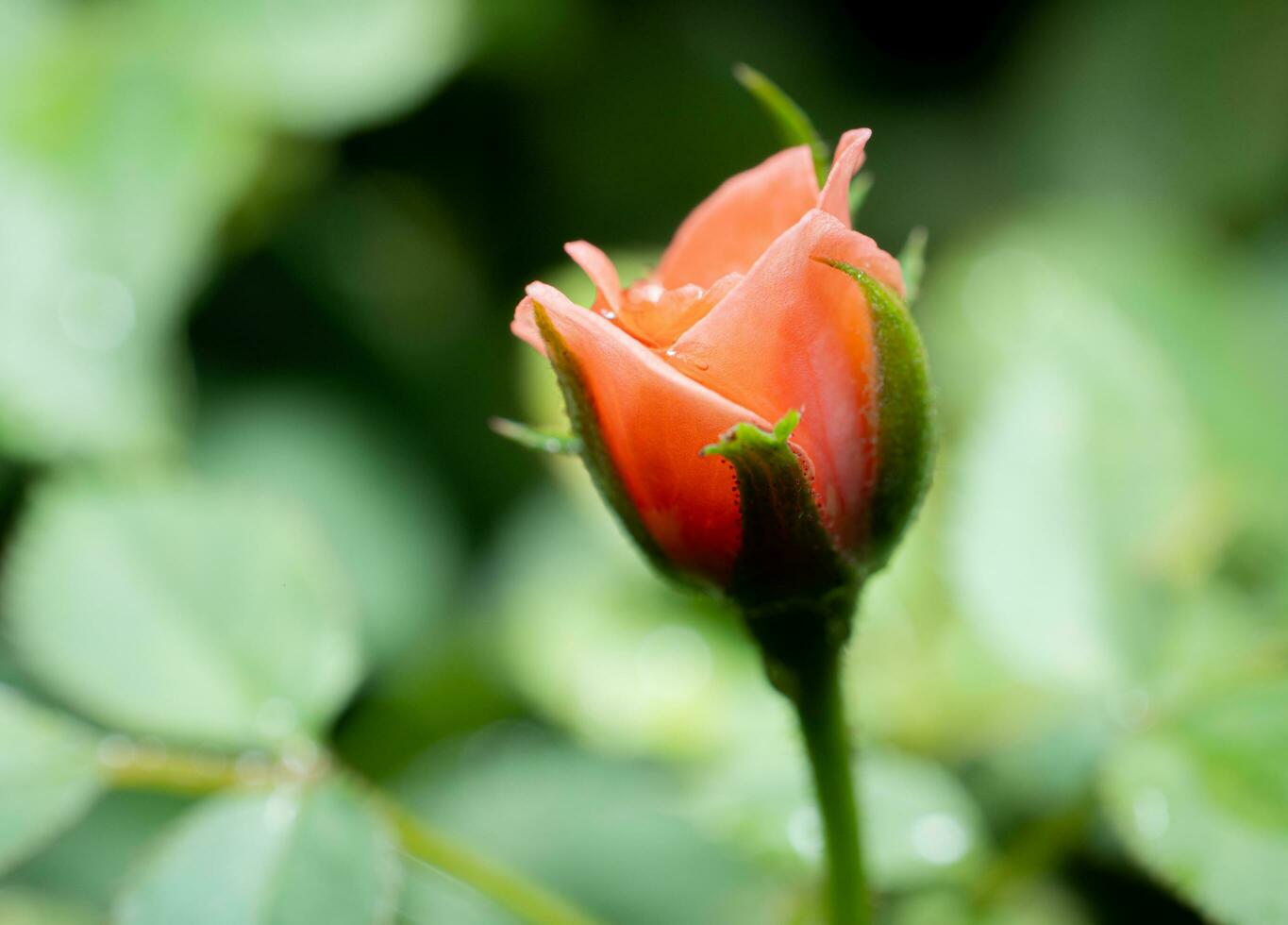 Nahaufnahme kleine Rose namens Damaszener Rose, Farbe alte Rose, zeigt Blütenblätter und Blumenschichten, natürliches Licht, im Freien foto