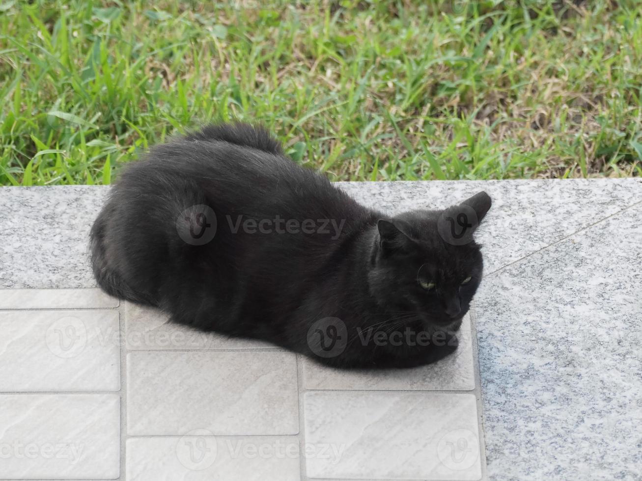 schwarze Katze auf Bürgersteig mit Grashintergrund foto