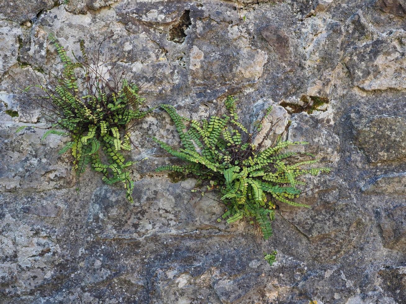 Pflanze wächst auf einem Felsen in der Natur foto