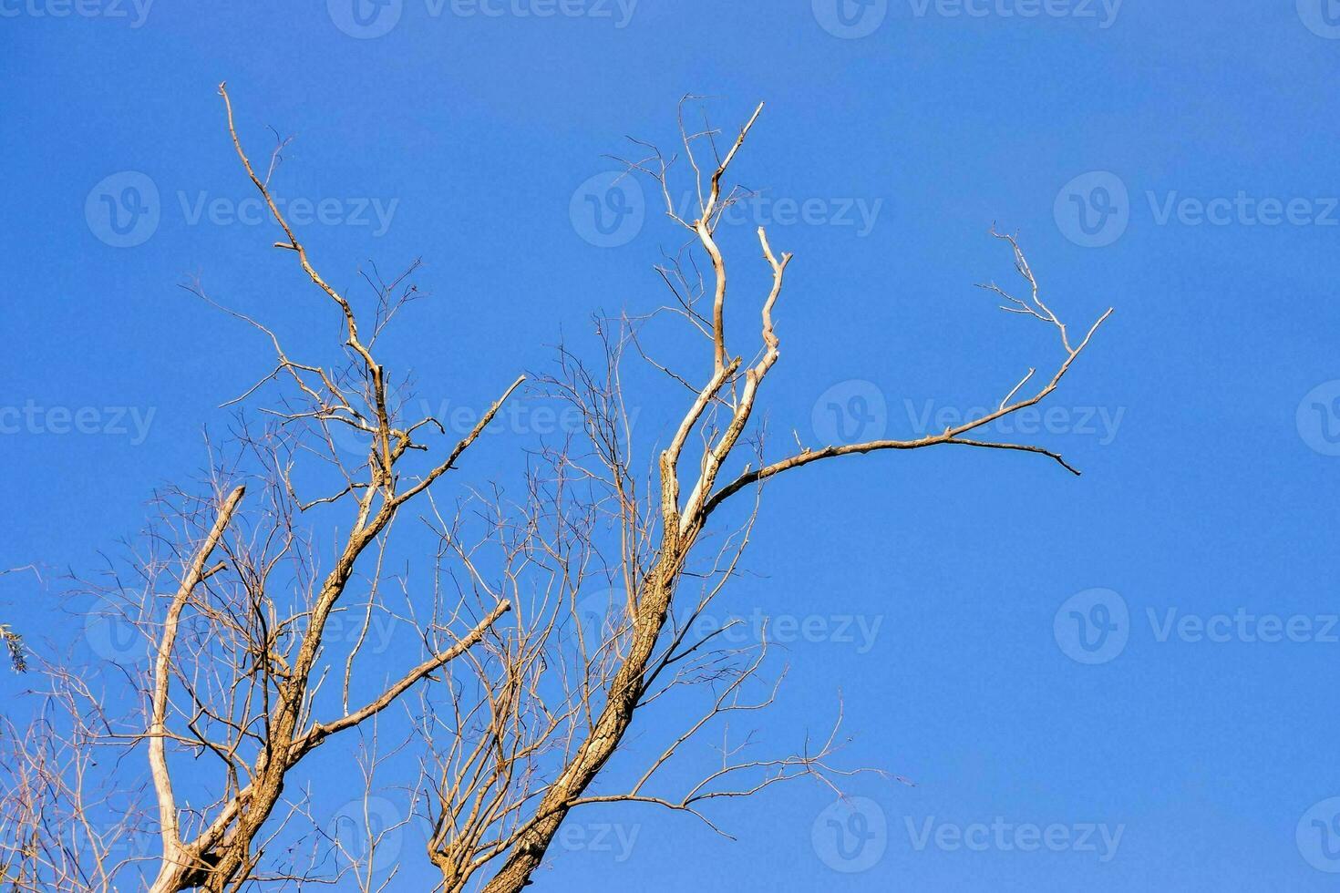 tot Baum gegen das Blau Himmel foto