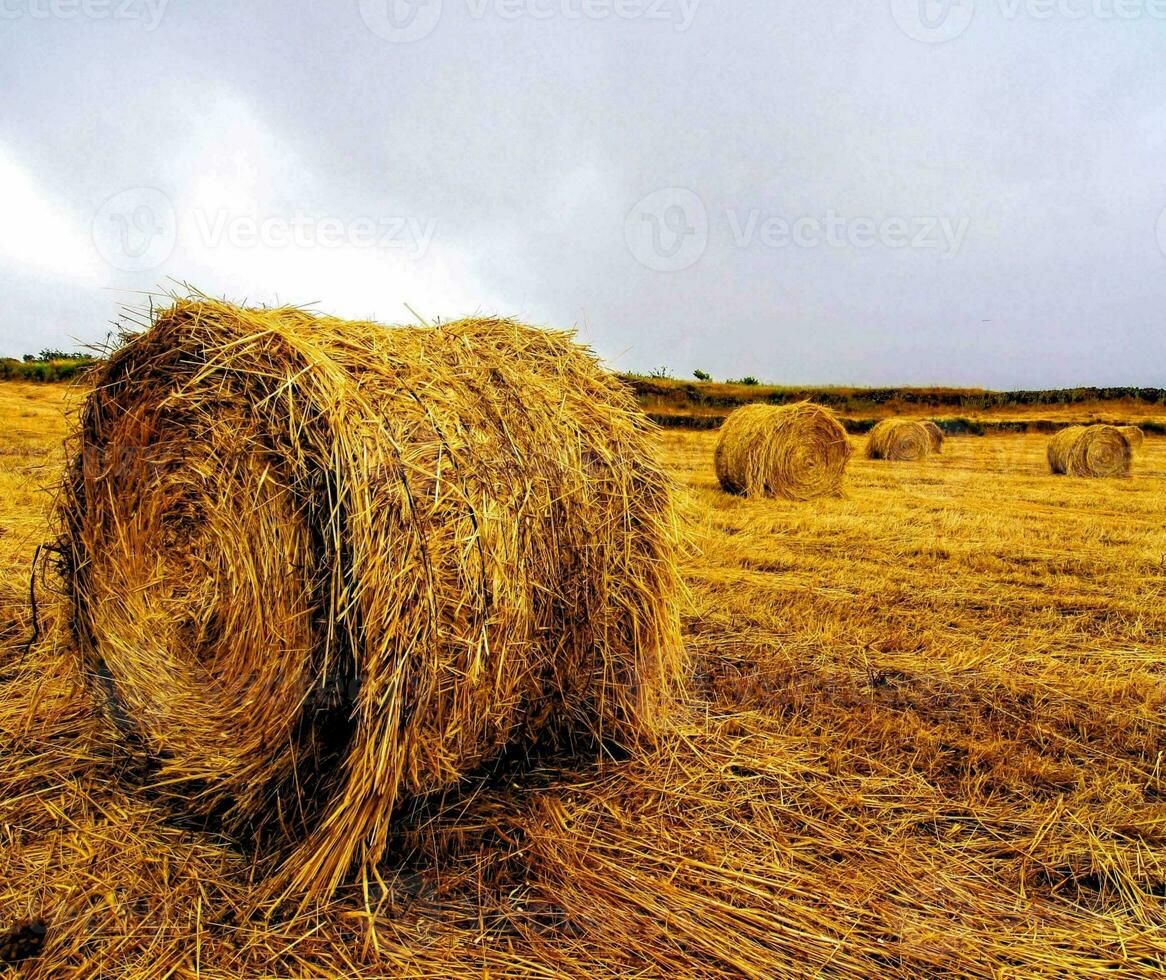 Heu Ballen im ein Feld mit ein wolkig Himmel foto