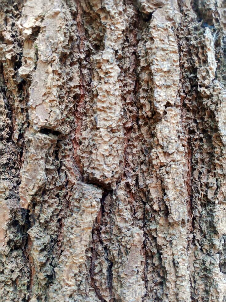 das Hintergrund von das Rinde Muster von das Baum welche ist erstellt durch Natur foto