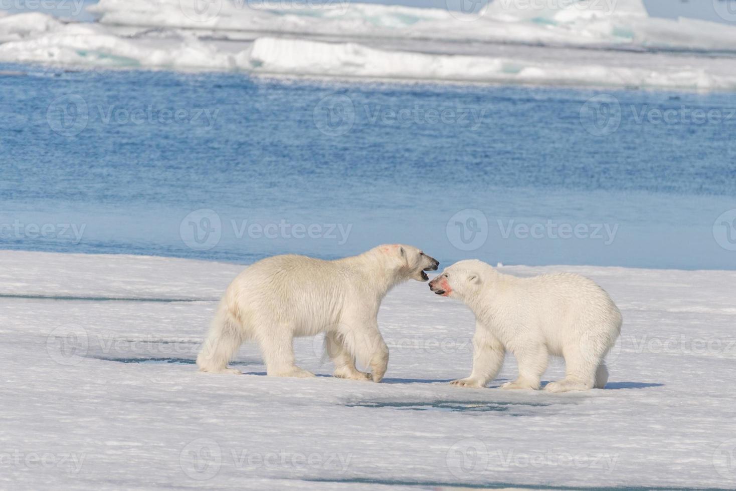 Zwei wilde Eisbären gehen auf das Packeis nördlich der Insel Spitzbergen, Spitzbergen foto