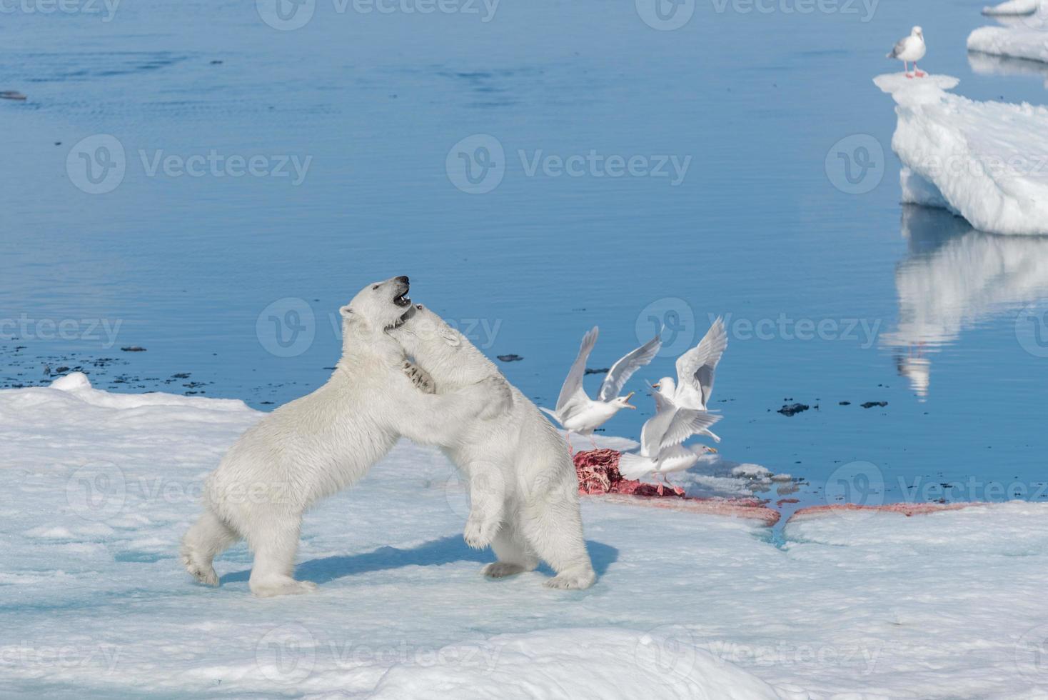 zwei junge wilde Eisbärenjungen, die auf Packeis im arktischen Meer, nördlich von Spitzbergen, spielen foto