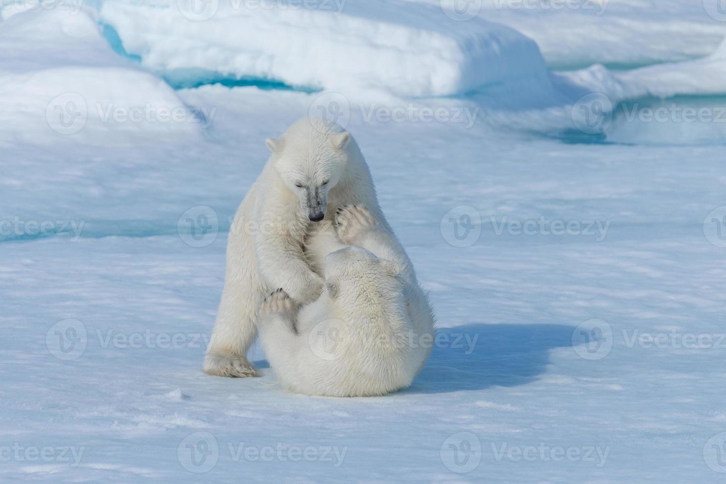 zwei junge wilde Eisbärenjungen, die auf Packeis im arktischen Meer, nördlich von Spitzbergen, spielen foto