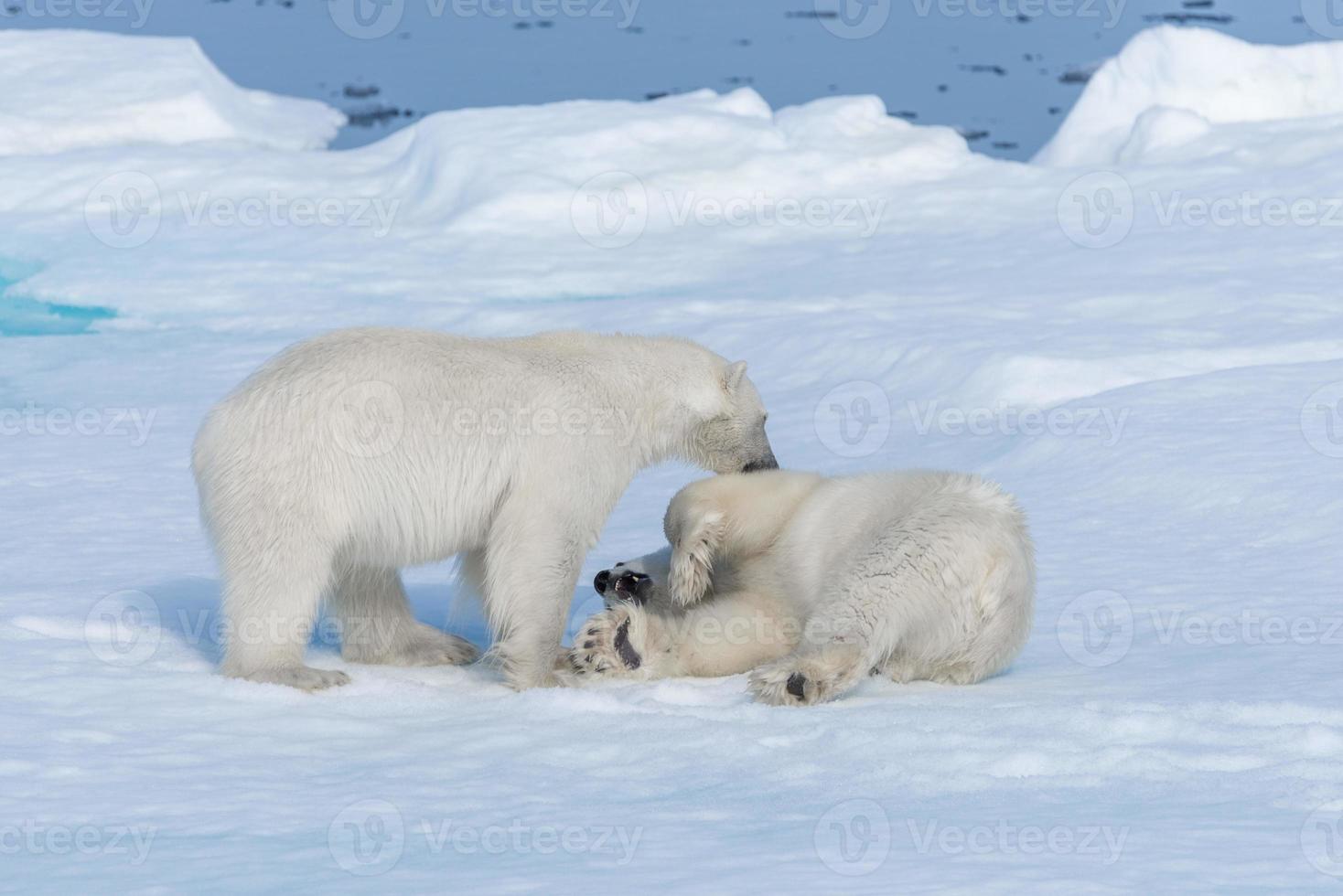 zwei junge wilde Eisbärenjungen, die auf Packeis im arktischen Meer, nördlich von Spitzbergen, spielen foto