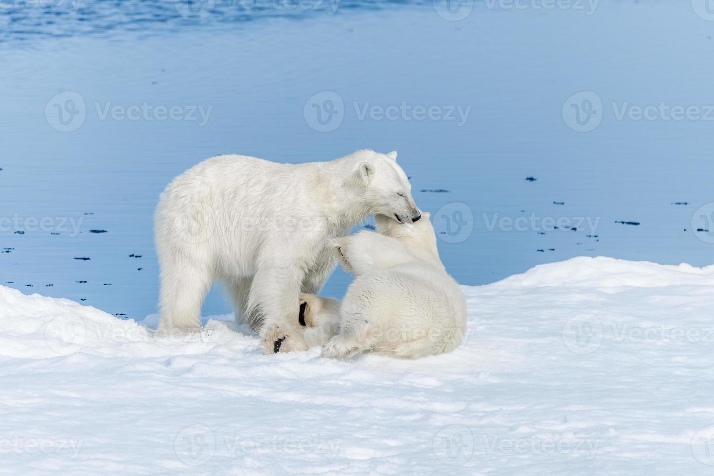 zwei junge wilde Eisbärenjungen, die auf Packeis im arktischen Meer, nördlich von Spitzbergen, spielen foto