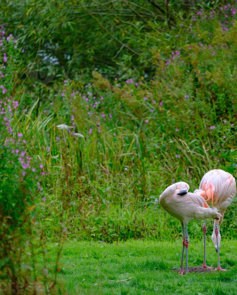 zwei chilenische Flamingos am grünen Ufer des Fischteichs im Vertrauensbereich Harewood House in West Yorkshire? foto