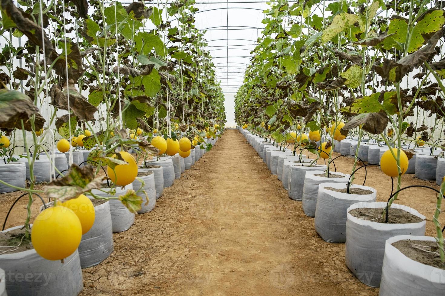 Melonen im Gewächshaus foto