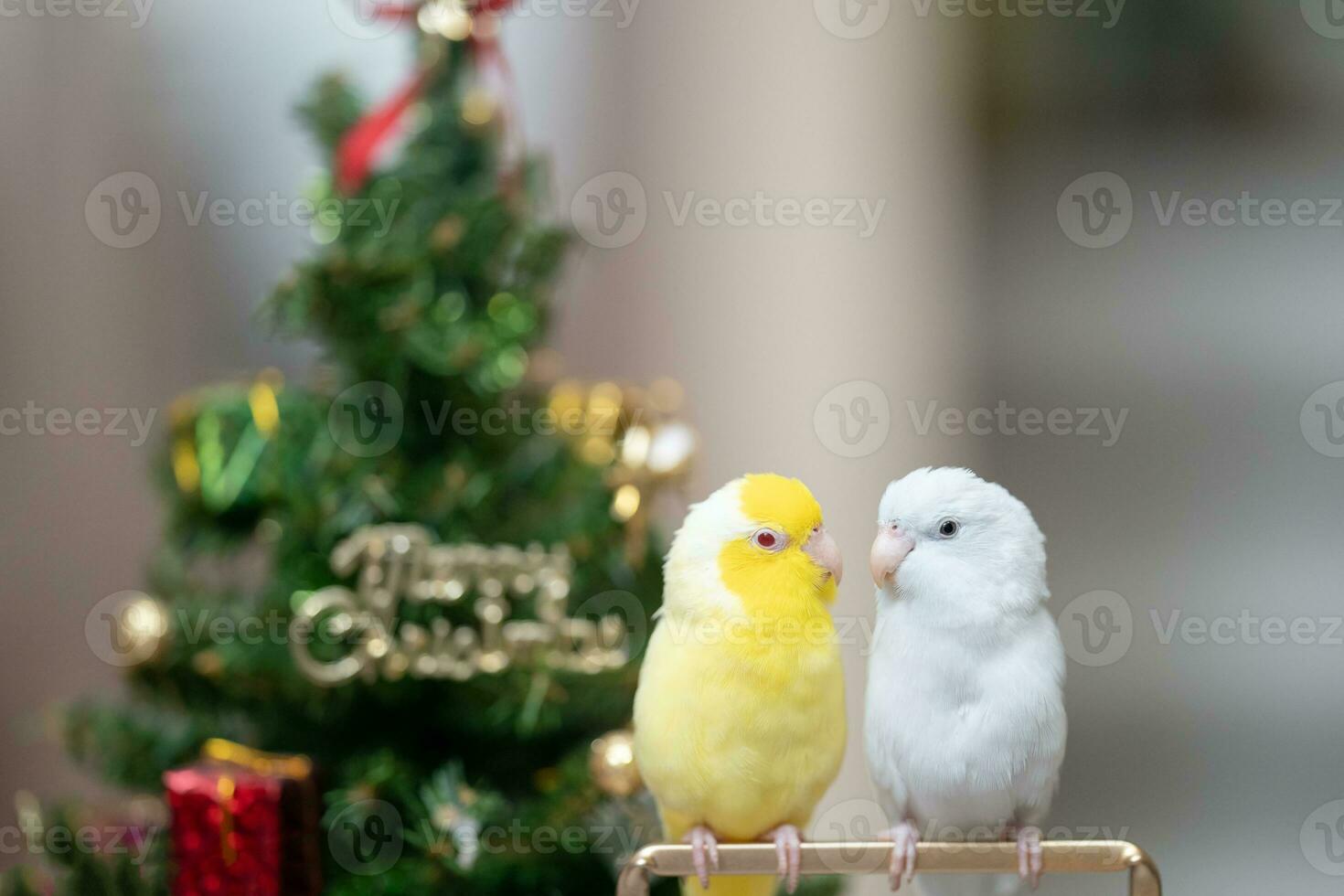 winzig Papagei Sittich Weiß und Weiß forpus Vogel Pazifik Papagei sich ausruhen auf Ast in der Nähe von chrismas Baum foto