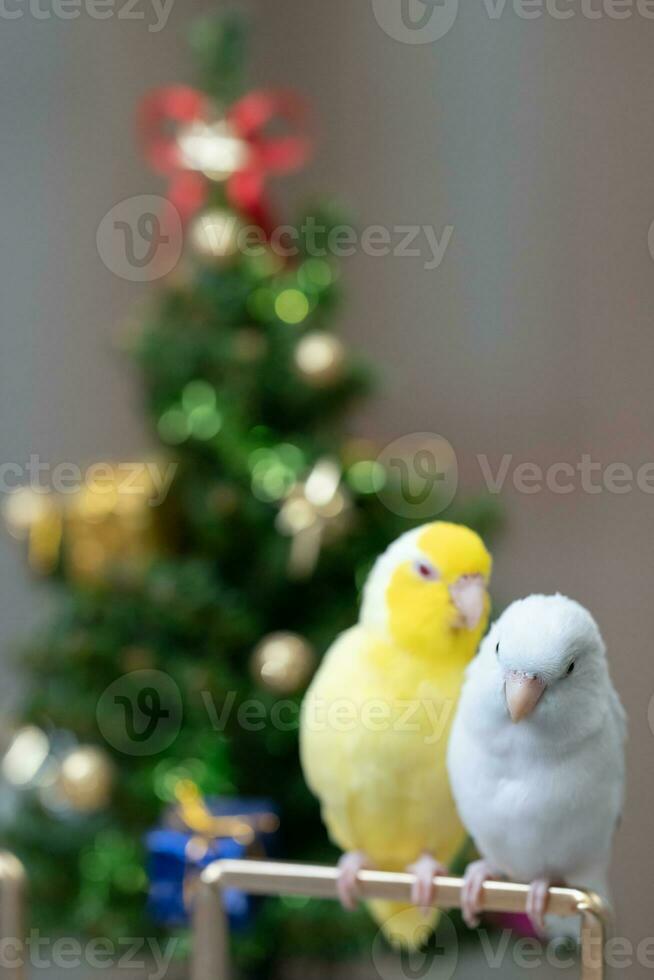 winzig Papagei Sittich Weiß und Weiß forpus Vogel Pazifik Papagei sich ausruhen auf Ast in der Nähe von chrismas Baum foto