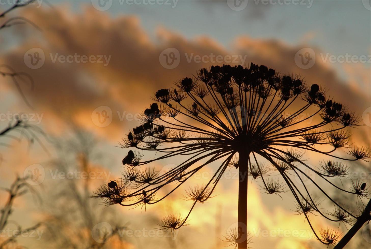Wildblumensilhouette auf Sonnenuntergangshintergrund foto