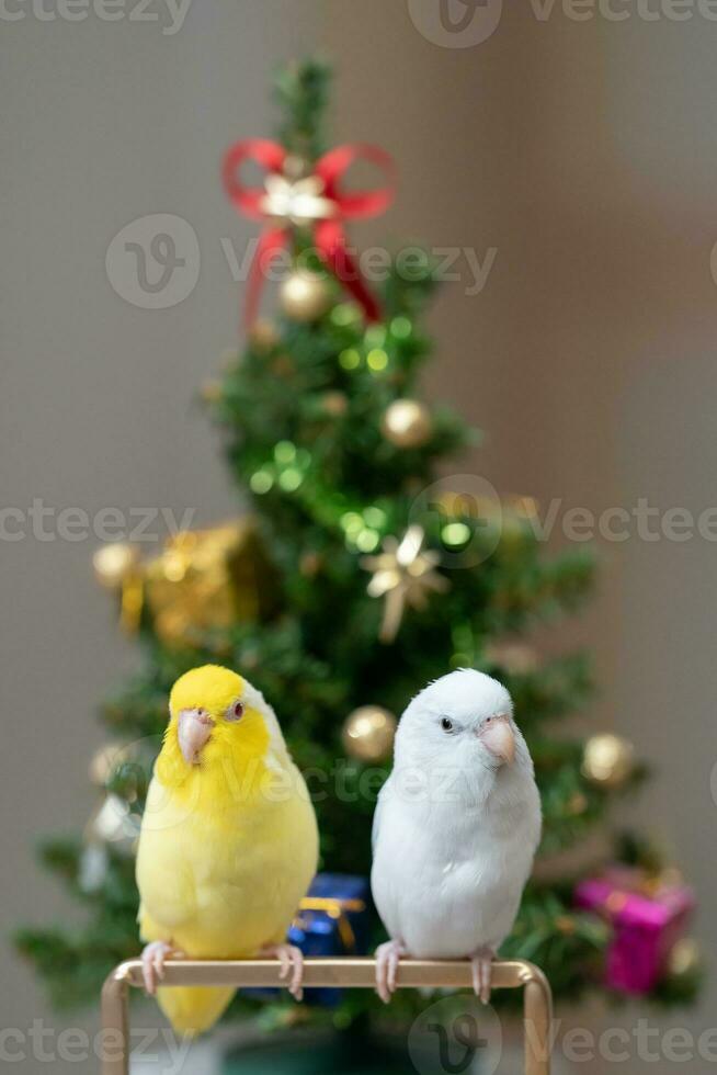 winzig Papagei Sittich Weiß und Weiß forpus Vogel Pazifik Papagei sich ausruhen auf Ast in der Nähe von chrismas Baum foto