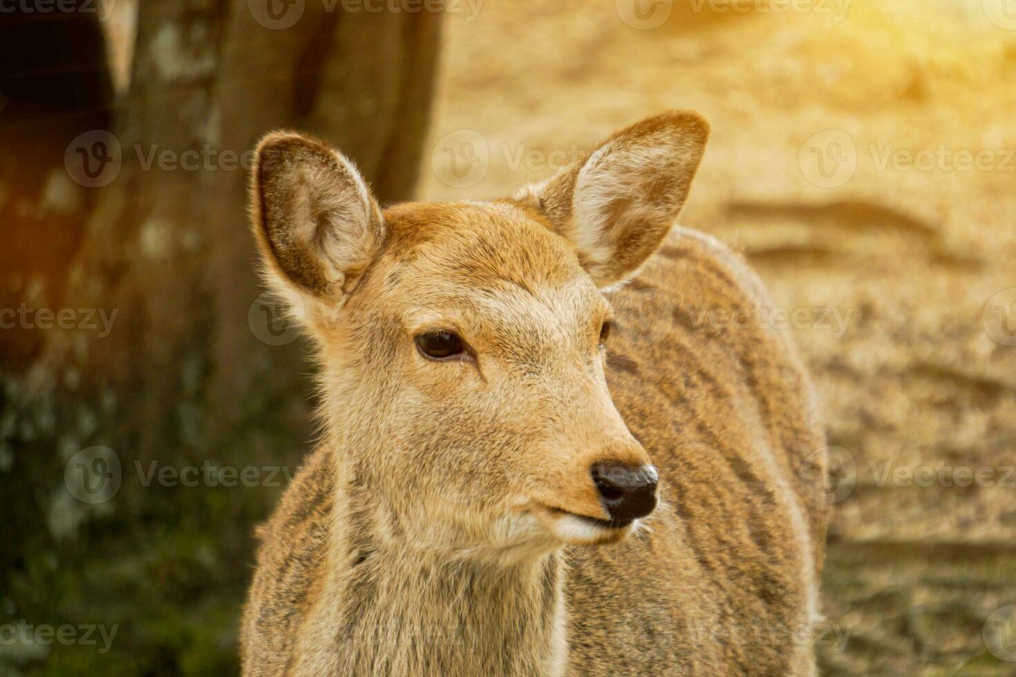 Nahansicht Damhirschkuh jung Hirsch im Nara Park Bereich mit Sonne Fackel Hintergrund. foto