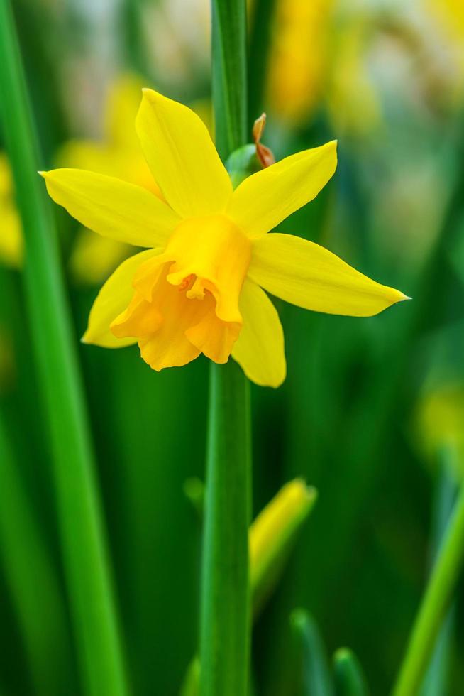 gelbe Narzissenblüte im Garten foto