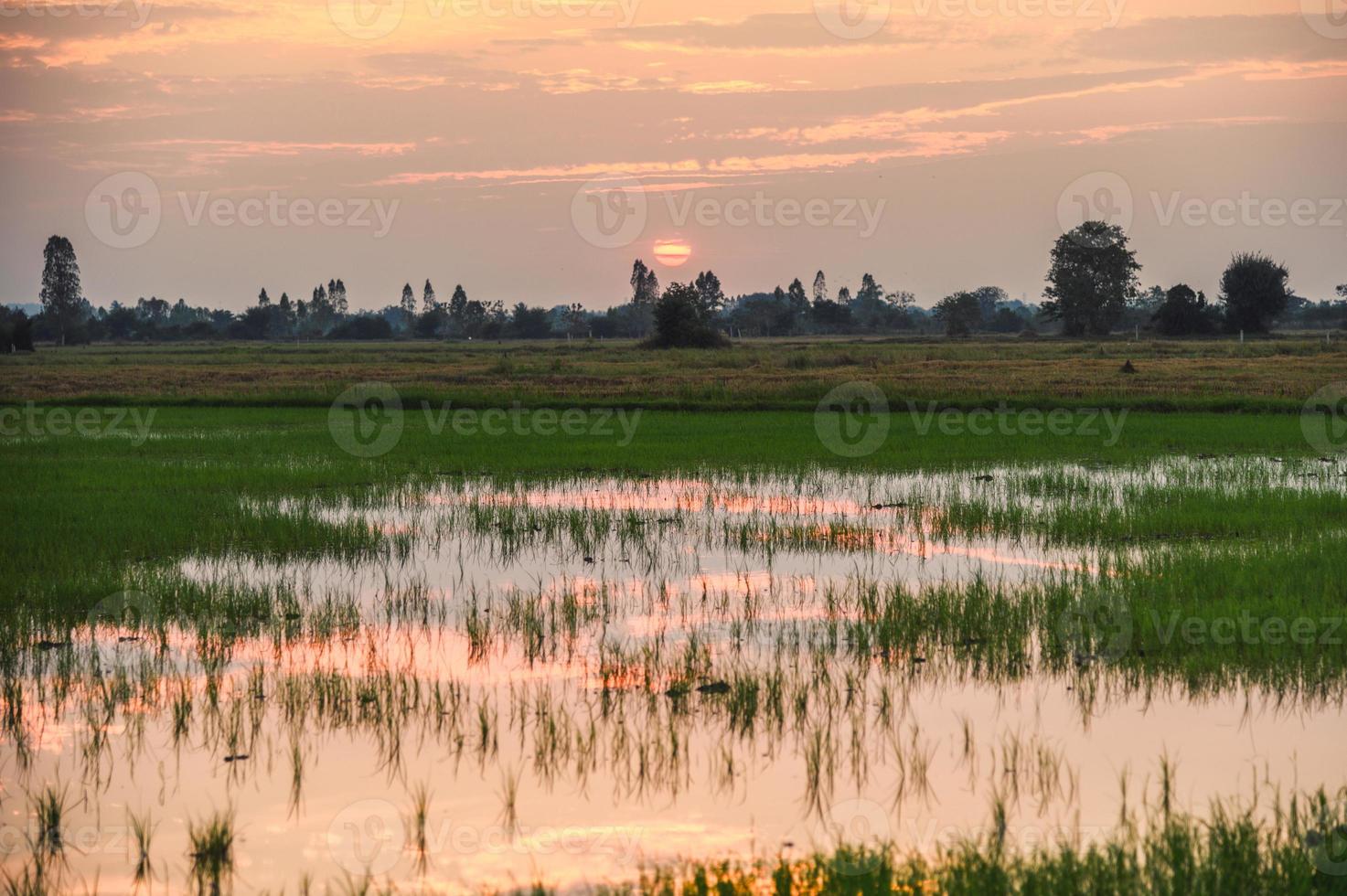 Reisfelder mit Teichreflexion mit Sonnenuntergang foto