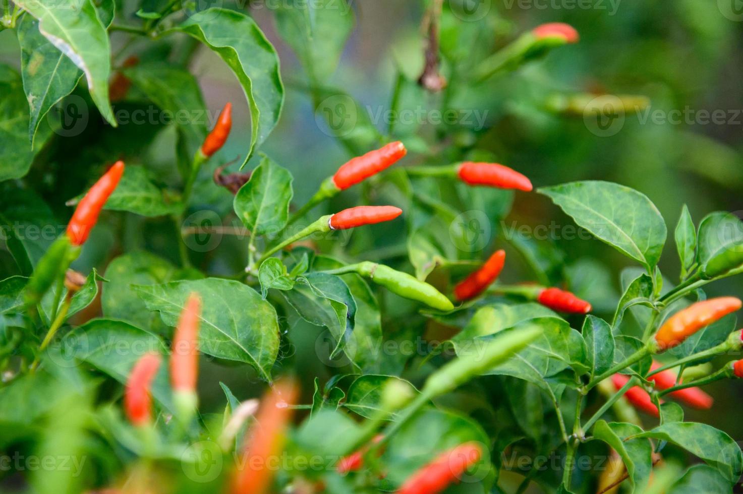 bunte thailändische Chilischote am Baum foto