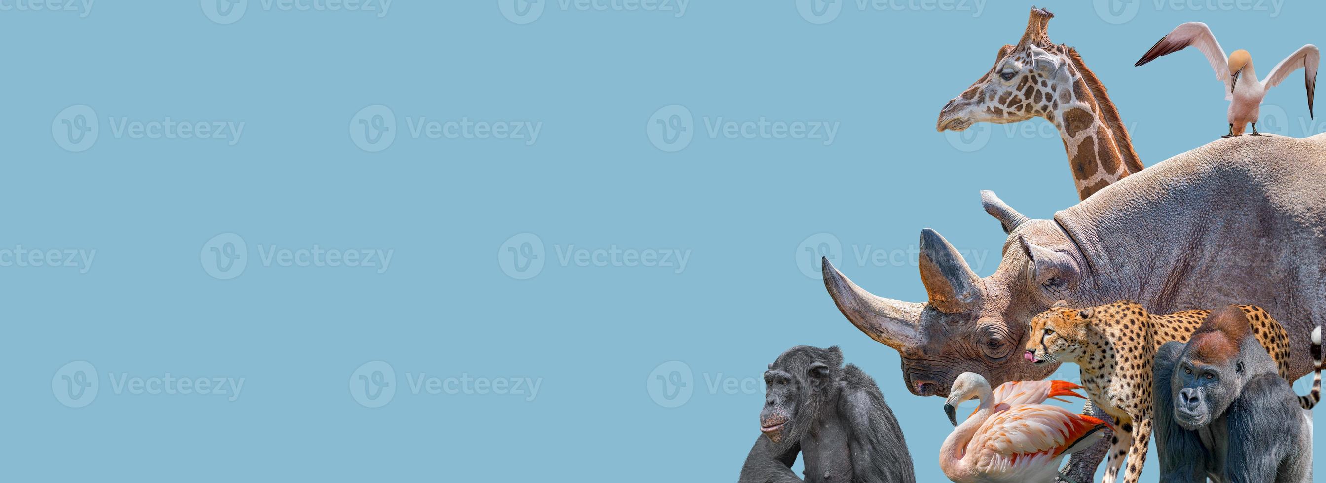 Banner mit gefährdeten Wildtieren in Afrika, Nashörnern, Geparden, Gorillas, Giraffen, Elefanten, Flamingos, Schimpansen auf festem Hintergrund des blauen Himmels mit Kopierraum. Konzept Biodiversität und Naturschutz. foto