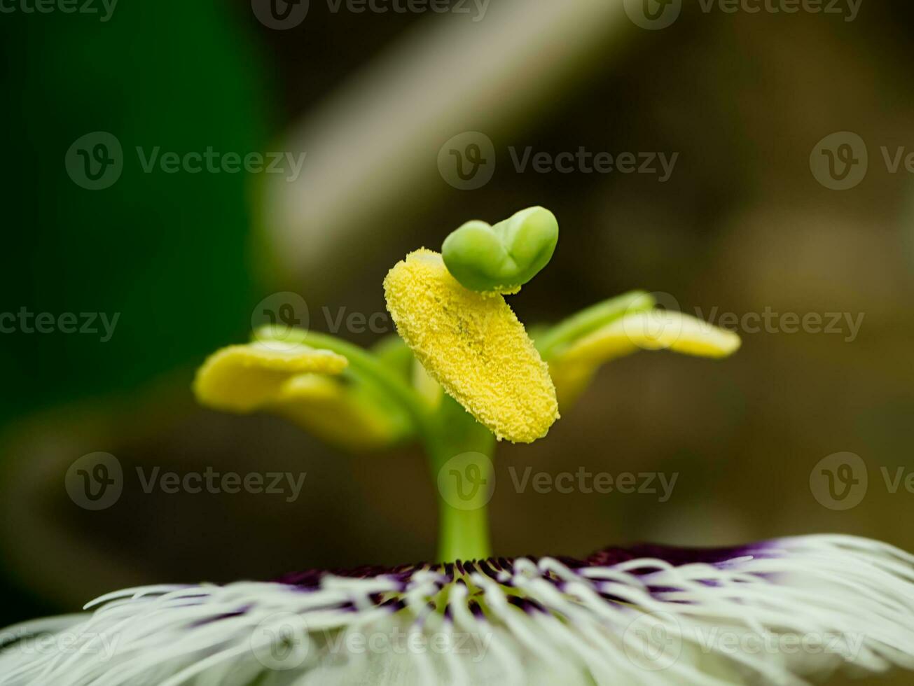 schließen oben von das Leidenschaft Obst Blume. foto