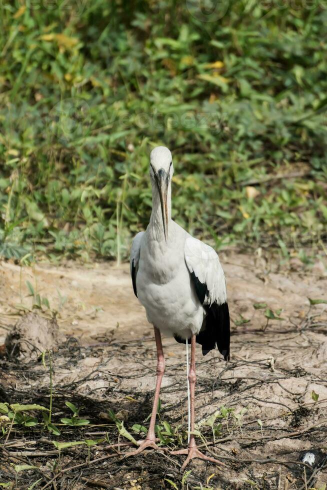 offene Rechnung Storch, asiatisch offene Rechnung auf das Boden. foto