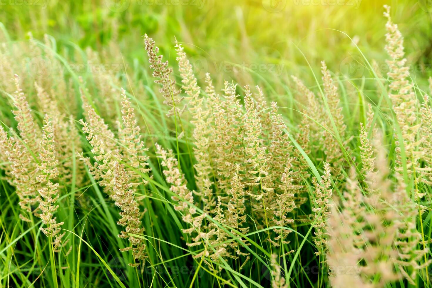 Gras Blume Hintergrund im Natur. foto