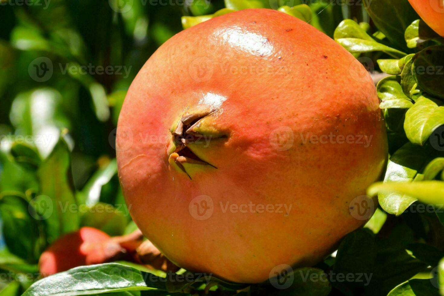 Granatapfel Obst auf ein Baum foto