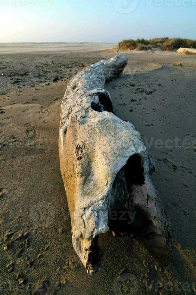 ein Treibholz Log auf das Strand foto