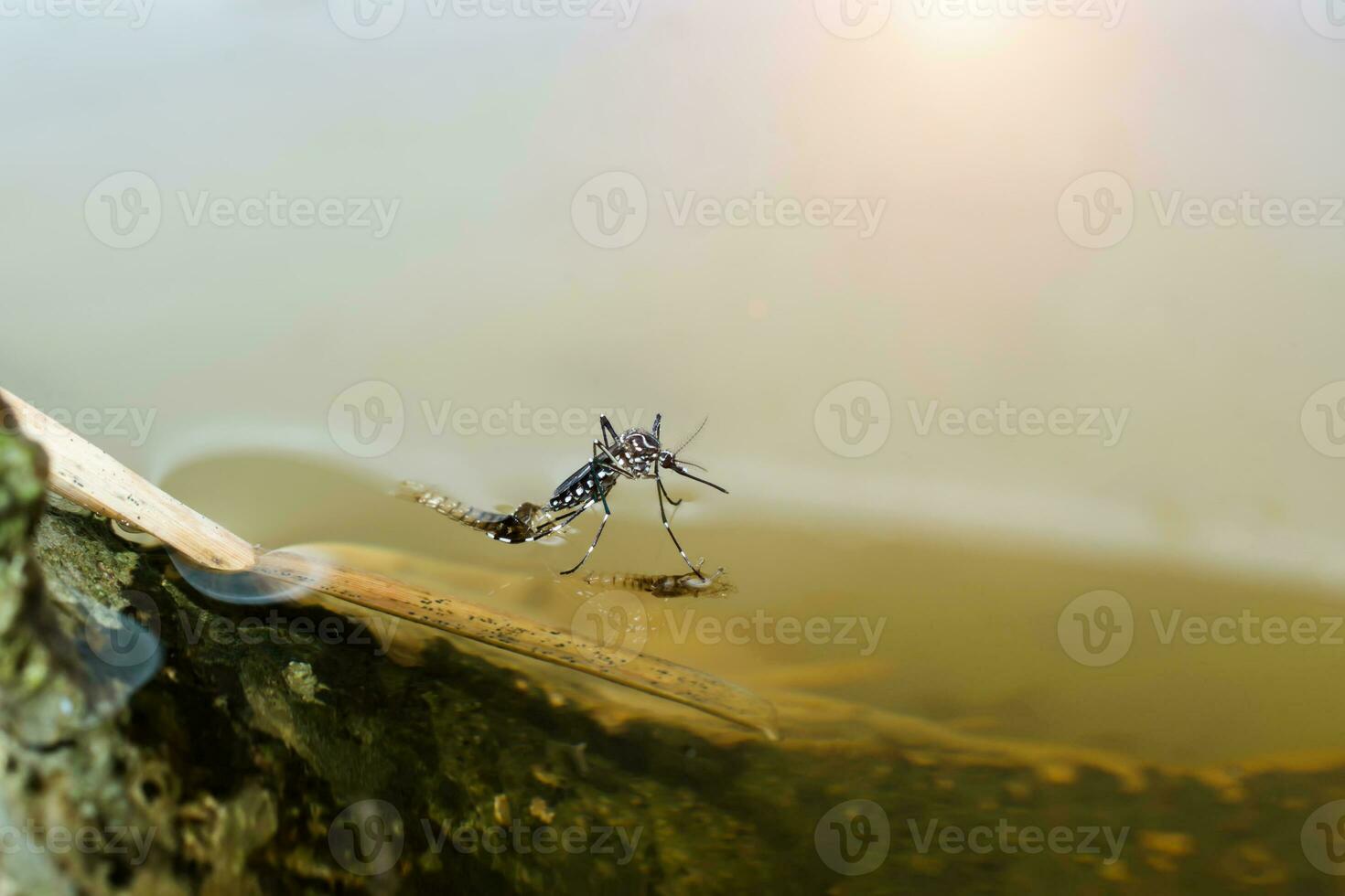 Makro von ein Moskito auf Wasser foto