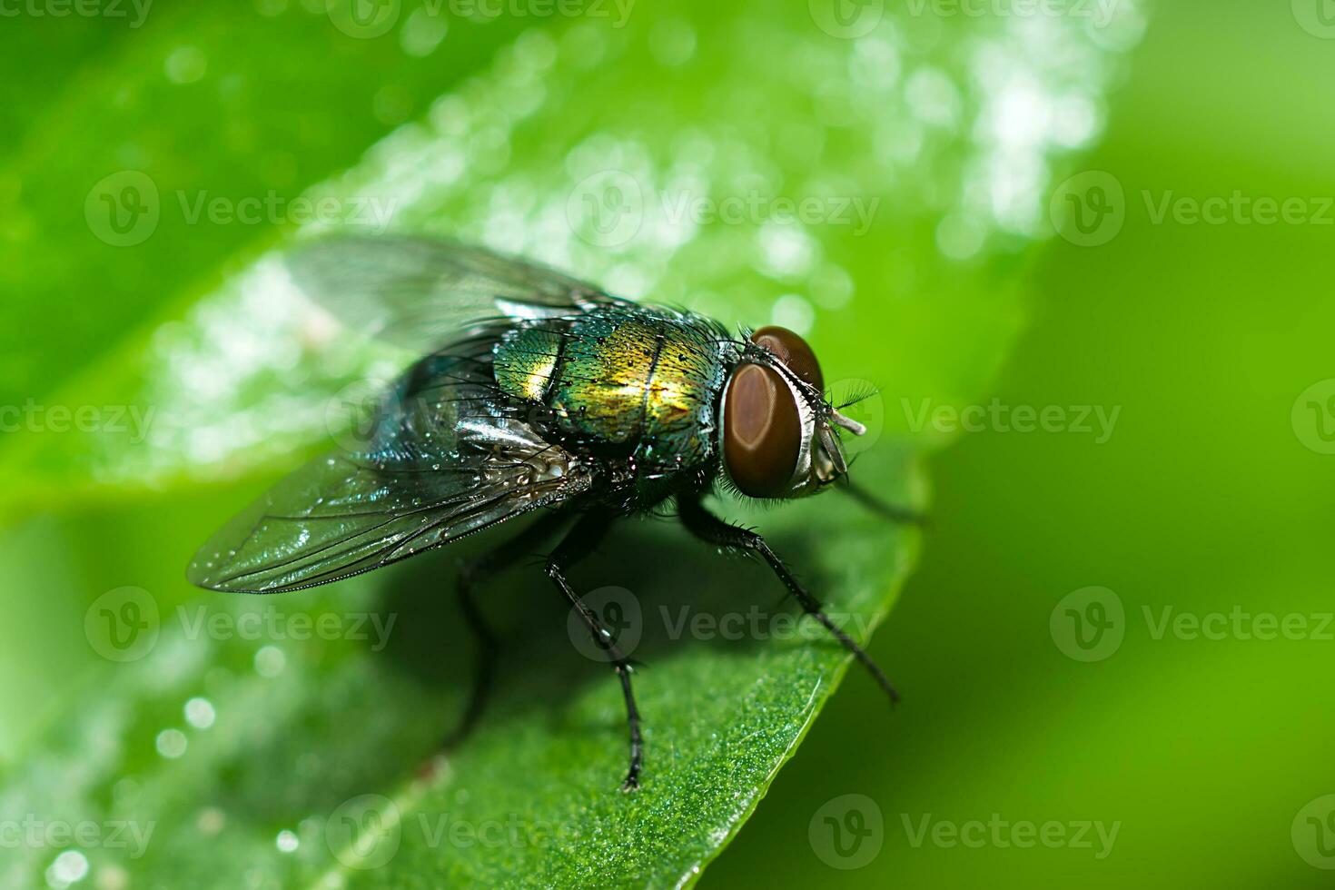 Nahansicht von Haus Fliege. foto