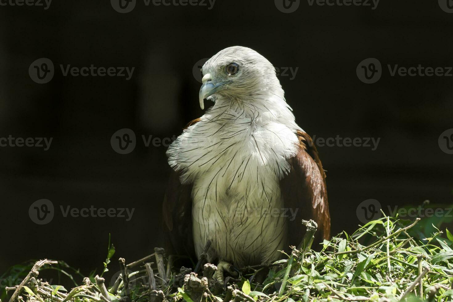 schließen oben von brahmanen Drachen, rotrückig Seeadler. foto