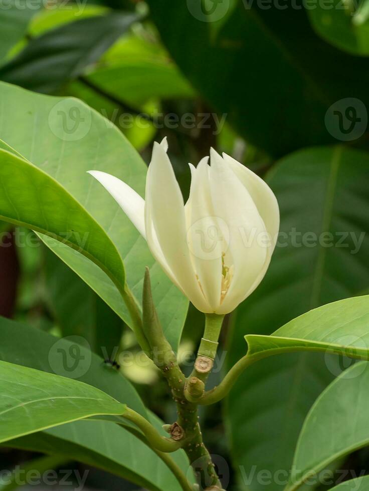 schließen oben Weiß Chempaka Blume auf Baum mit Blatt Hintergrund. foto