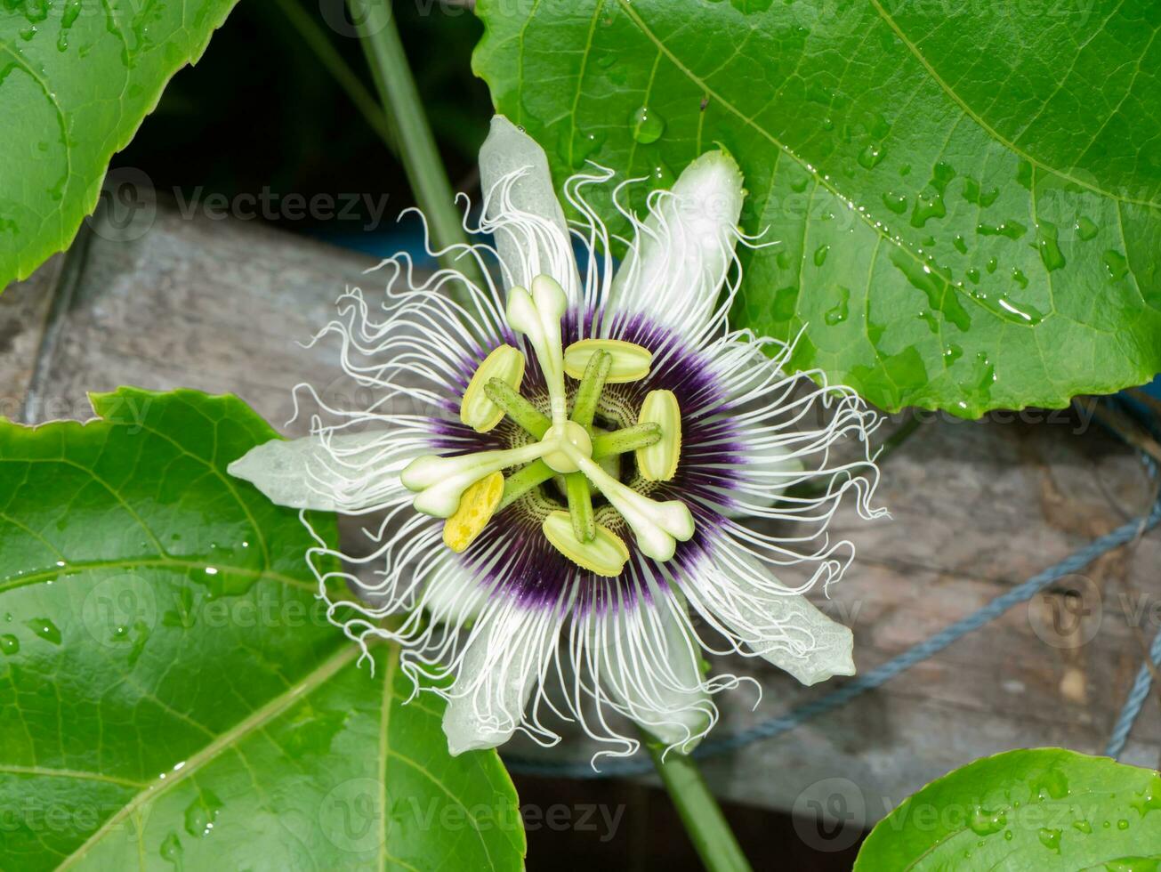 schließen oben Jamaika Geißblatt, Leidenschaft Frucht, Gelb Granadilla Blume. foto