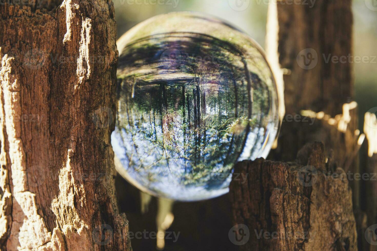 Glas Ball eingeklemmt im Baum Kofferraum mit invertiert Wald im das Ball. foto