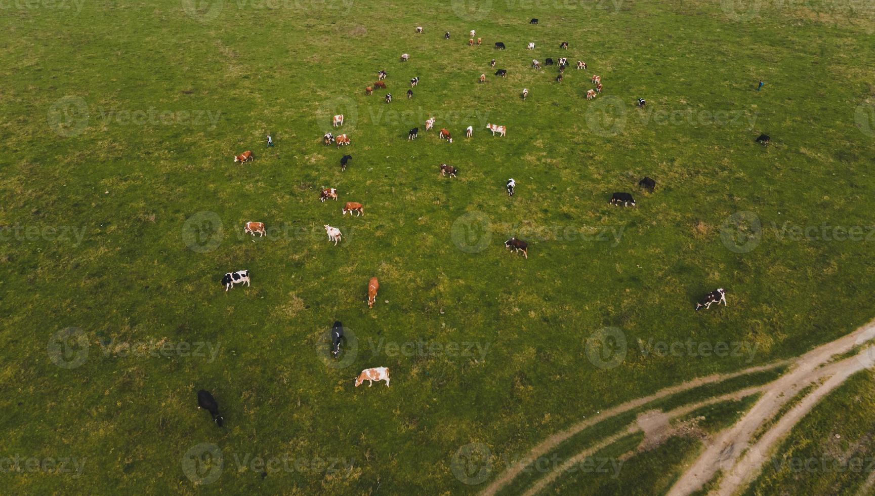 Kühe auf dem Feld foto