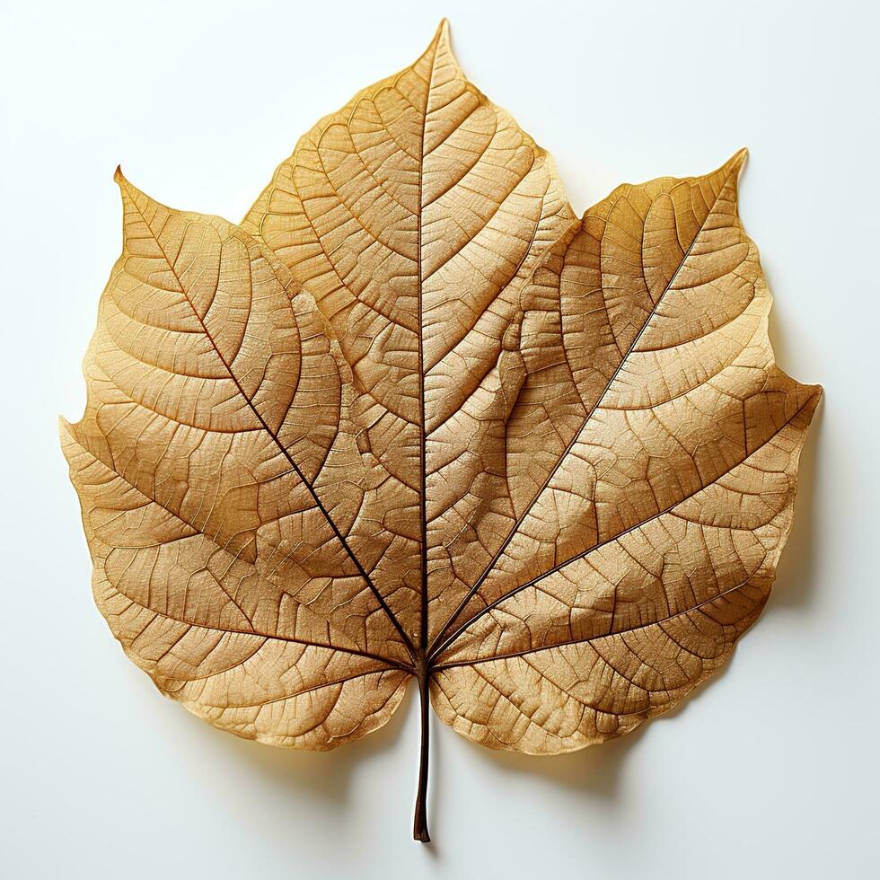 ai generiert Single Frühling Herbst Ahorn Blatt mit Weiß Hintergrund erstellt mit generativ ai foto
